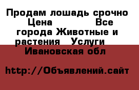 Продам лошадь срочно › Цена ­ 30 000 - Все города Животные и растения » Услуги   . Ивановская обл.